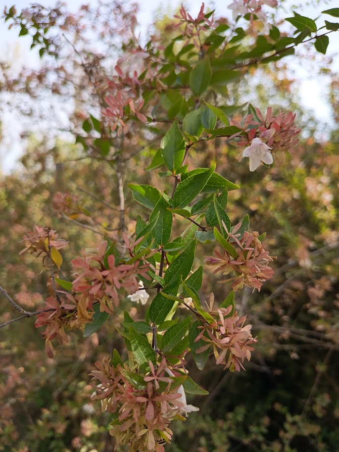 ABELIAS GRANDIFLORA 40cm