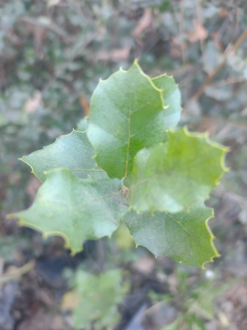 ALCORNOQUE - QUERCUS SUBER 1,20 - 1,50