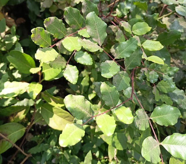 ALGARROBO EUROPEO - CERATONIA SILIQUA 1,00