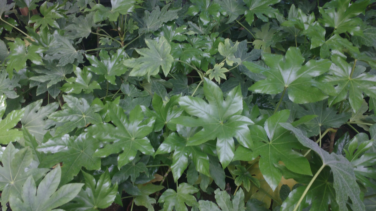 ARALIAS JAPONICA