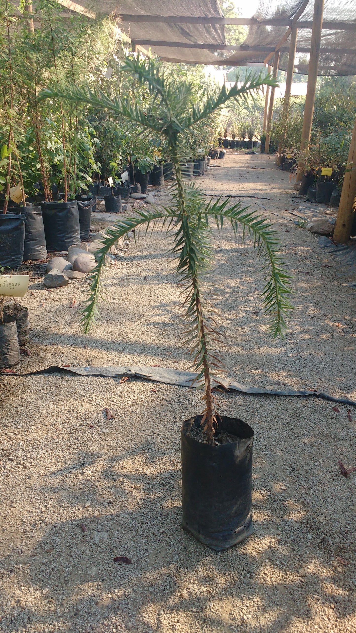 ARAUCARIA BRASILEÑA - ARAUCARIA ANGUSTIFOLIA 0,60