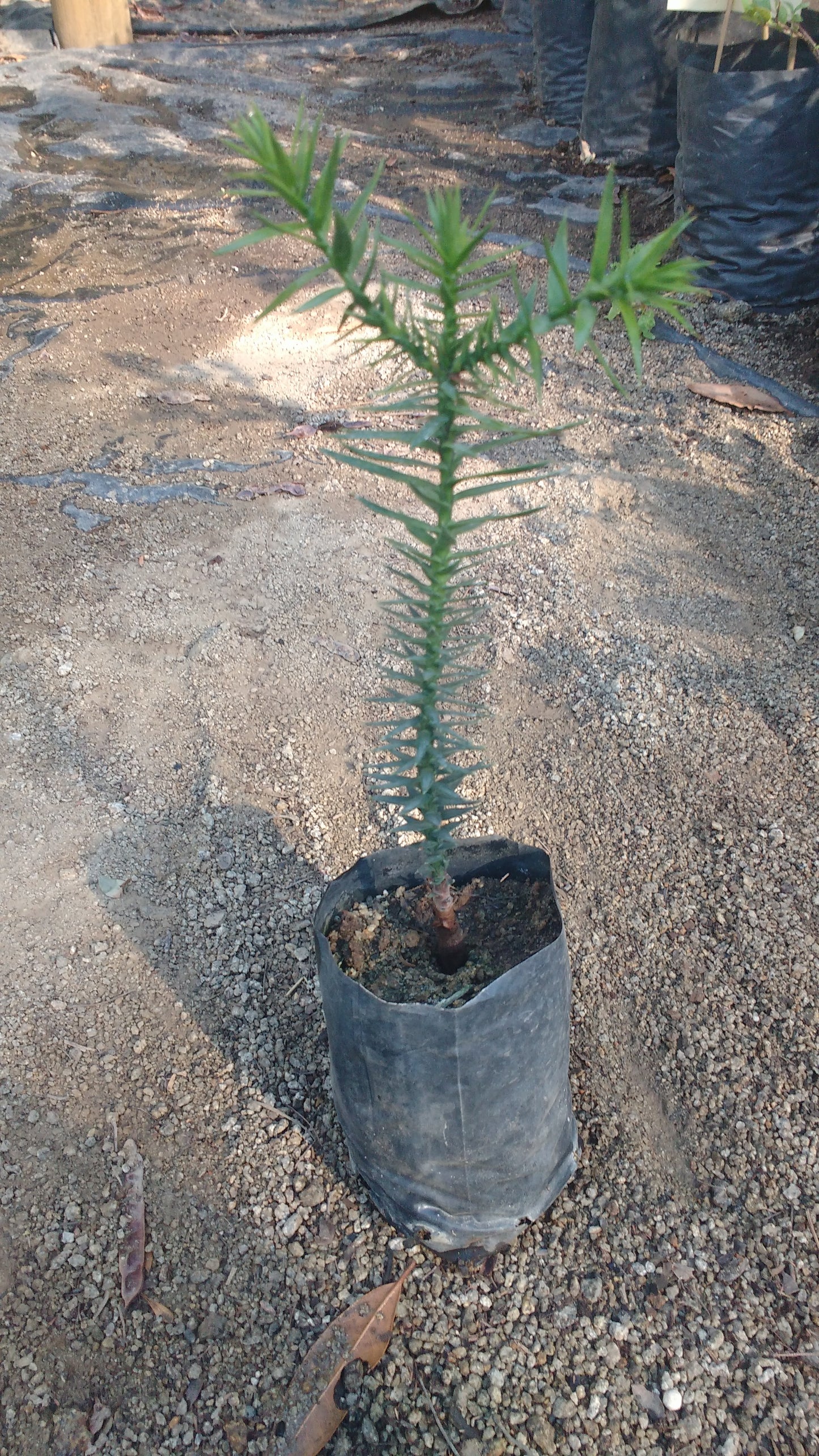 ARAUCARIA CHILENA - ARAUCANA 0,20