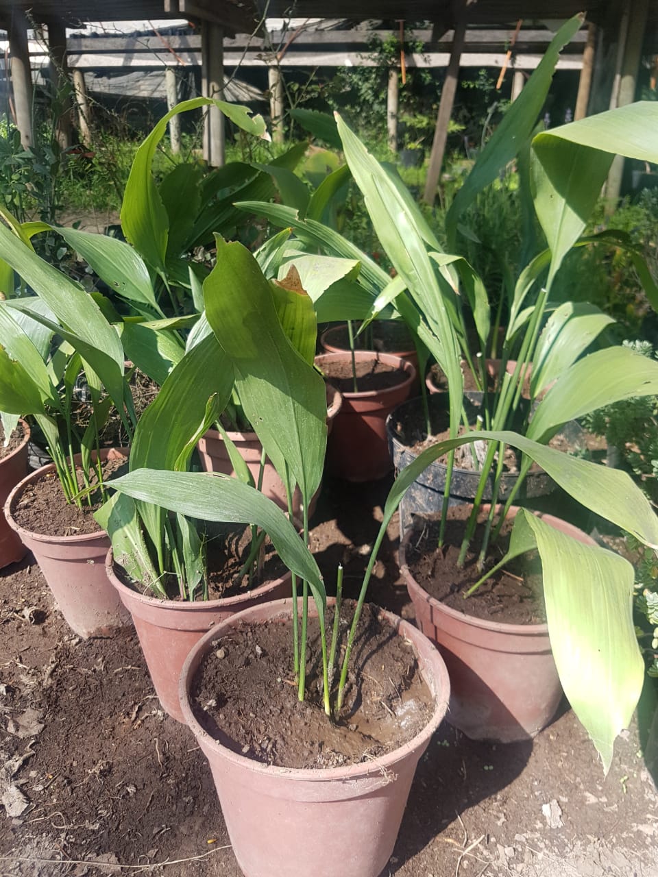 ASPIDISTRAS ELATIOR