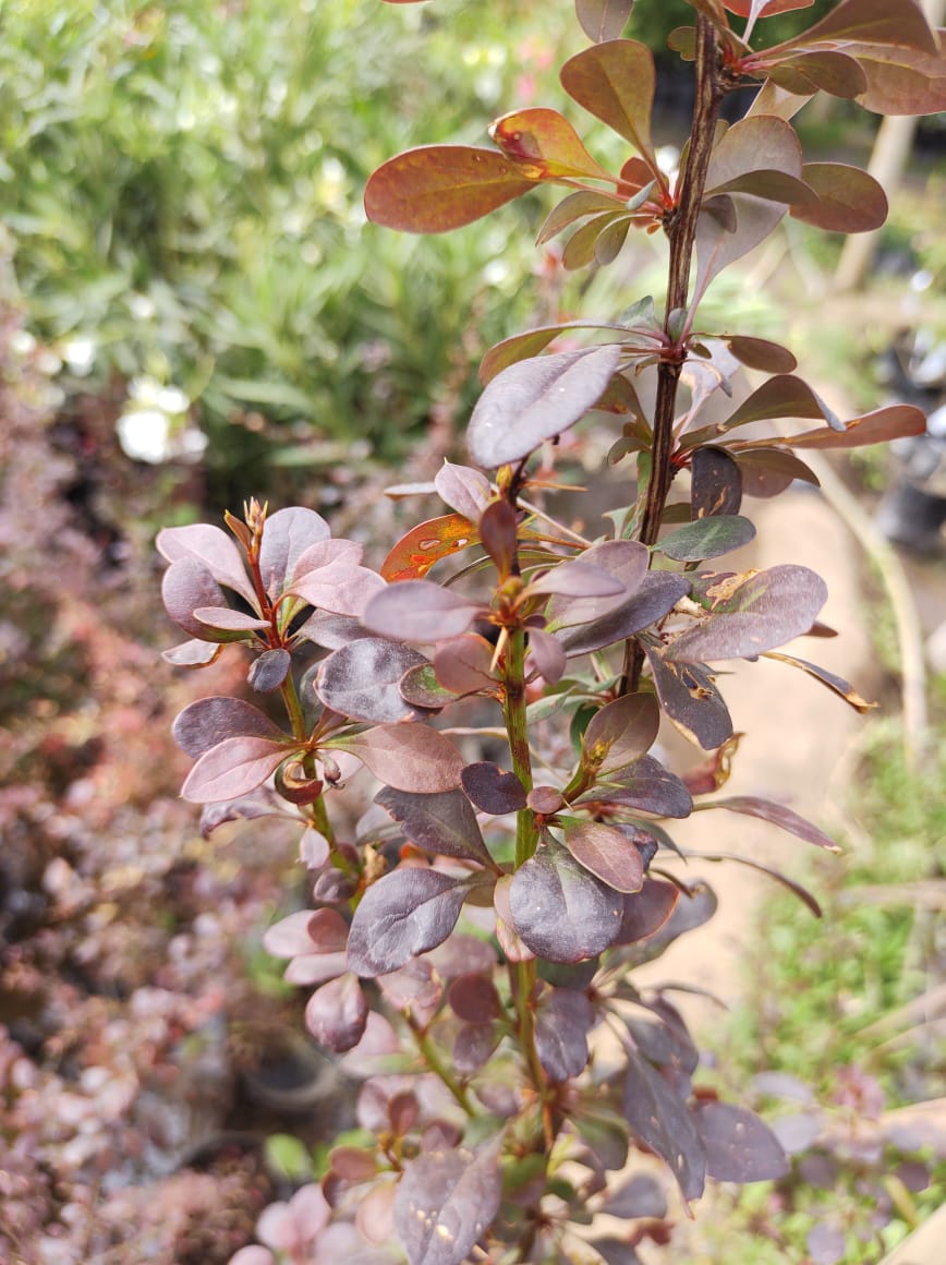 BERBERIS ROJO - BERBERIS THUNBERGII ATROPURPUREA