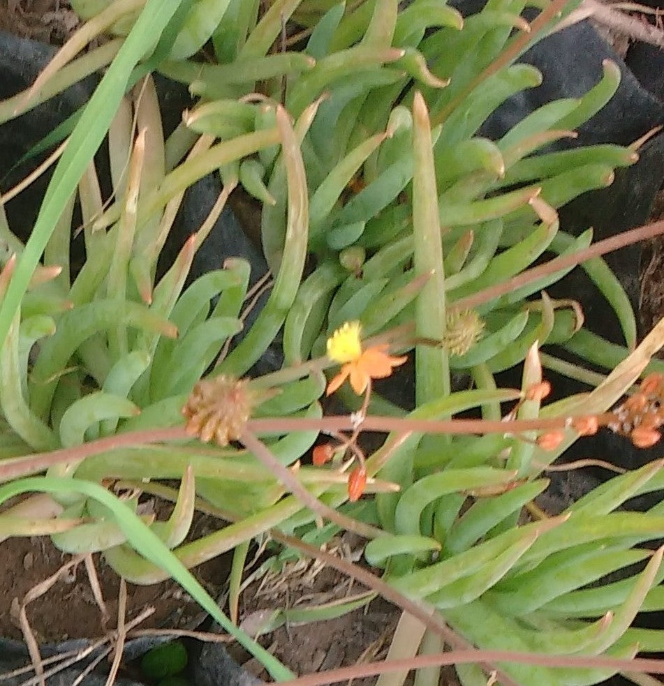 BULBINES - BULBINE FRUTESCENS