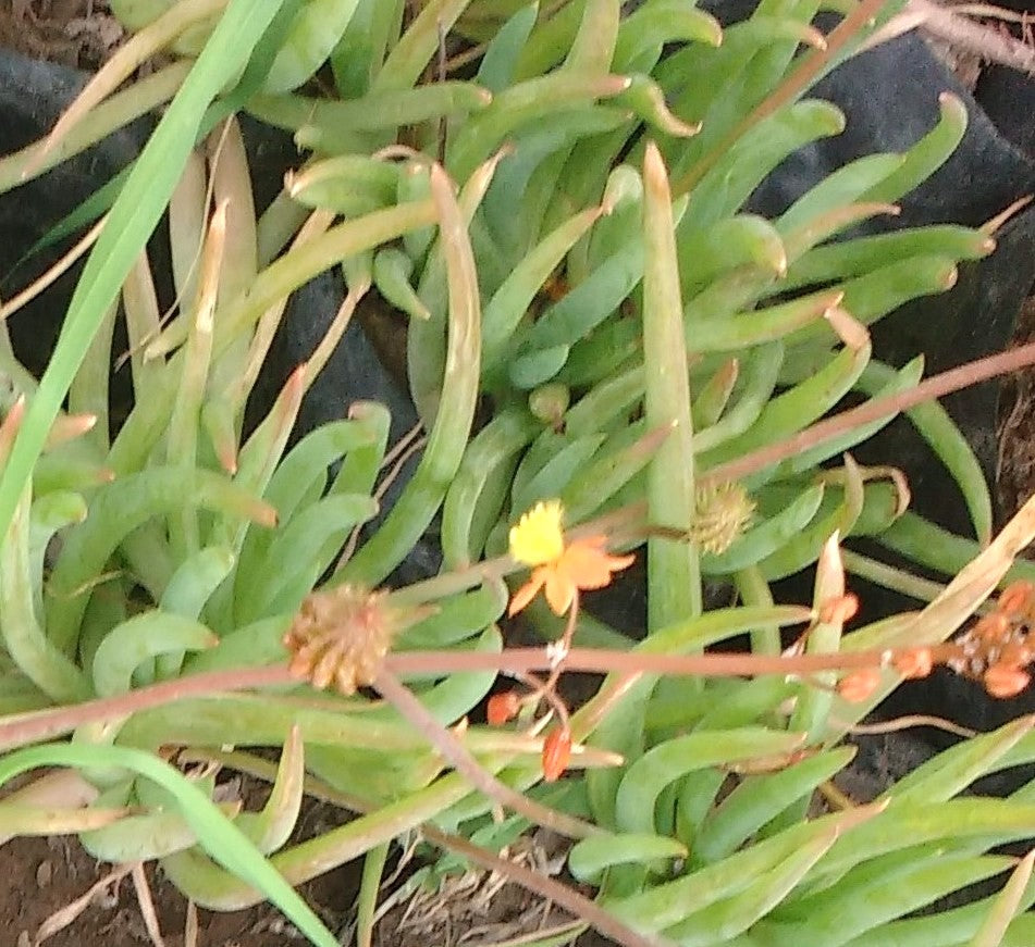 BULBINES - BULBINE FRUTESCENS MC