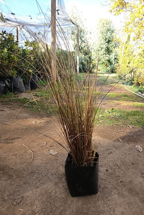 CAREX BRONCE - CAREX COMANS BRONZE