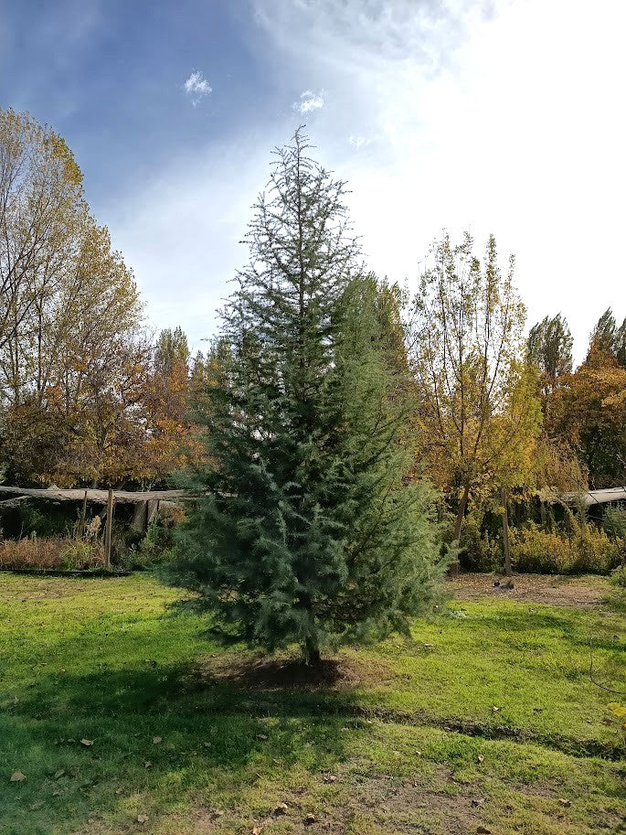 CEDRO DEL LIBANO - CEDRUS LIBANI 1,60