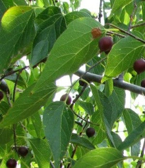 CELTIS AUSTRALIS - ALMEZ 1,80