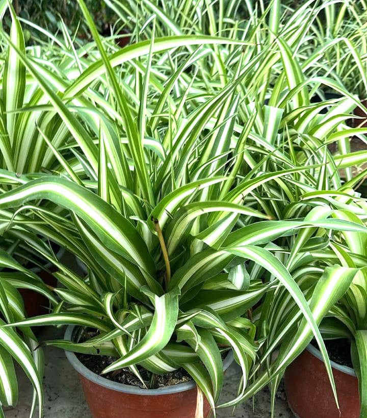 CINTA O MALA MADRE- HLOROPHYTUM COMOSUM