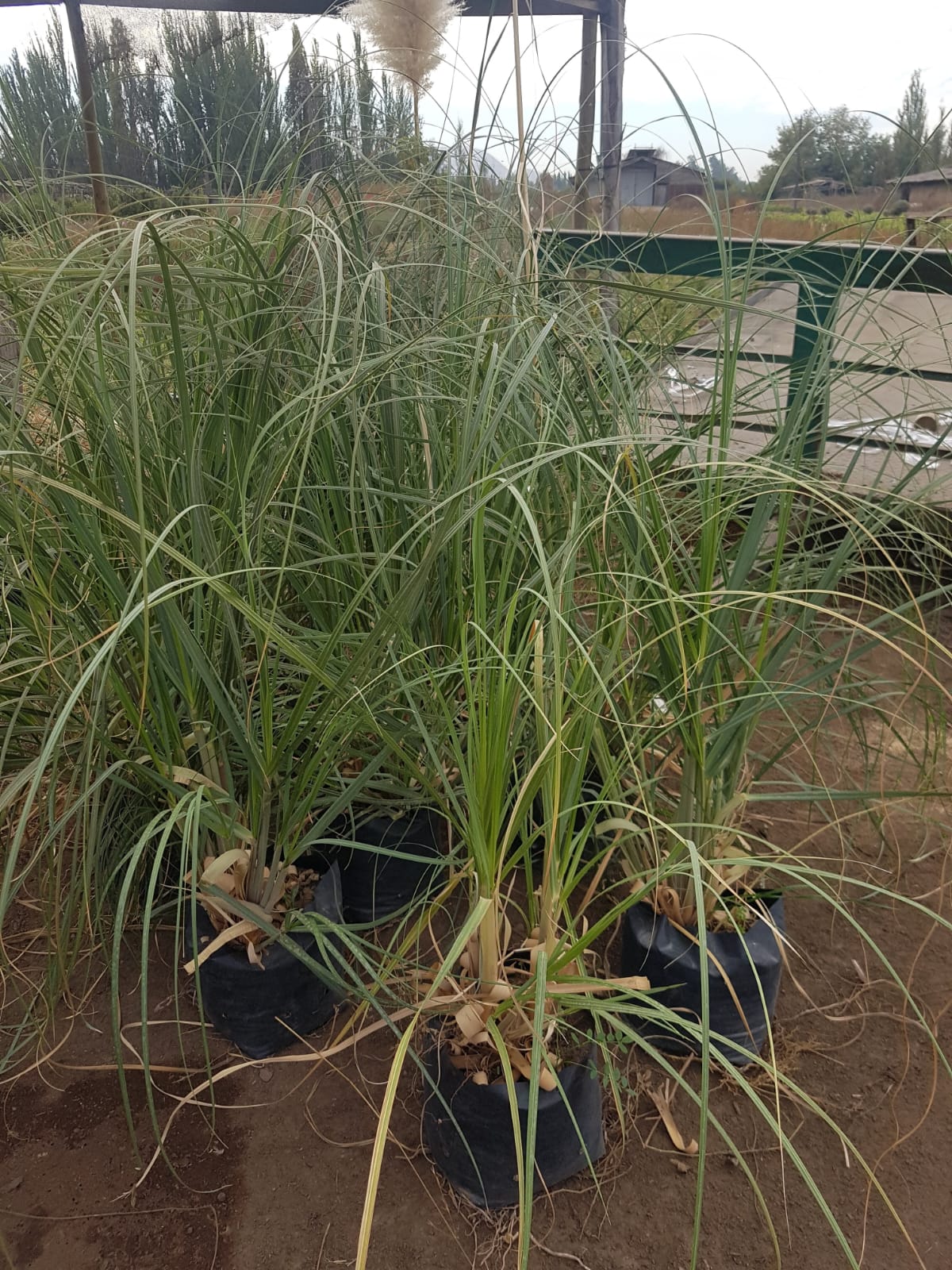 COLA DE ZORRO - CORTADERIA SELLOANA 1,00