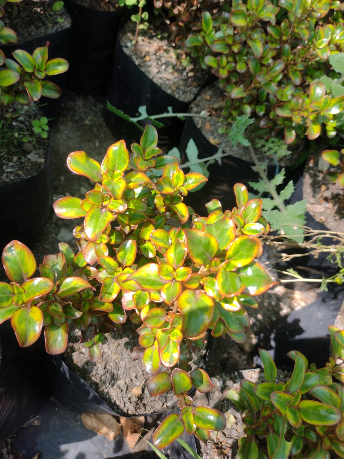 COPROSMA CHOCOLATE - COPROSMA SPP - KARO RED40 A 70 cm