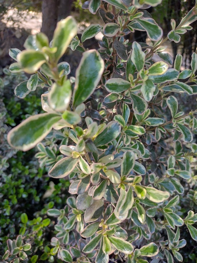 COPROSMA TEQUILA - COPROSMA KIRKI- TEQUILA SUNRISE 40 A 70 cm