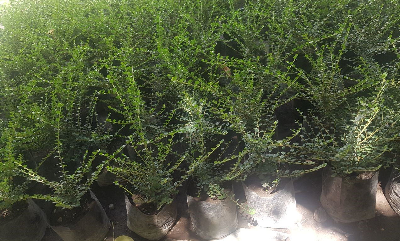 COTONEASTER HORIZONTAL - COTONEASTER HORIZONTALIS