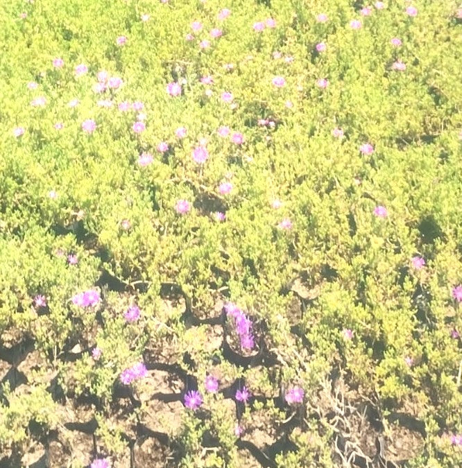 DOQUILLAS - LAMPRANTHUS ROSEUS