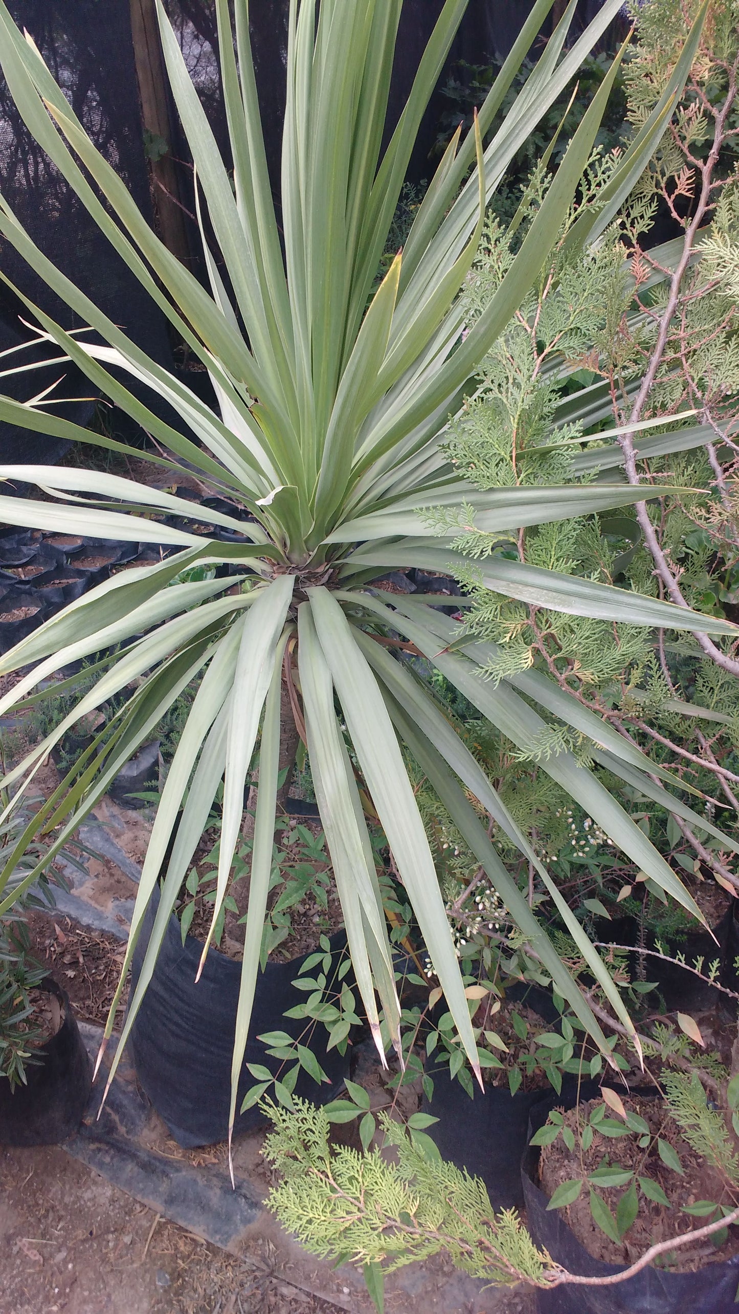 DRACENAS VERDE - CORDYLINE AUSTRALIS 1,00