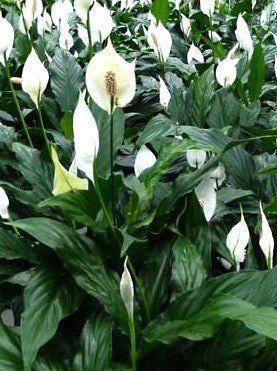 ESPATIOFILO - CUNA DE MOISES - SPATHIPHYLLUM