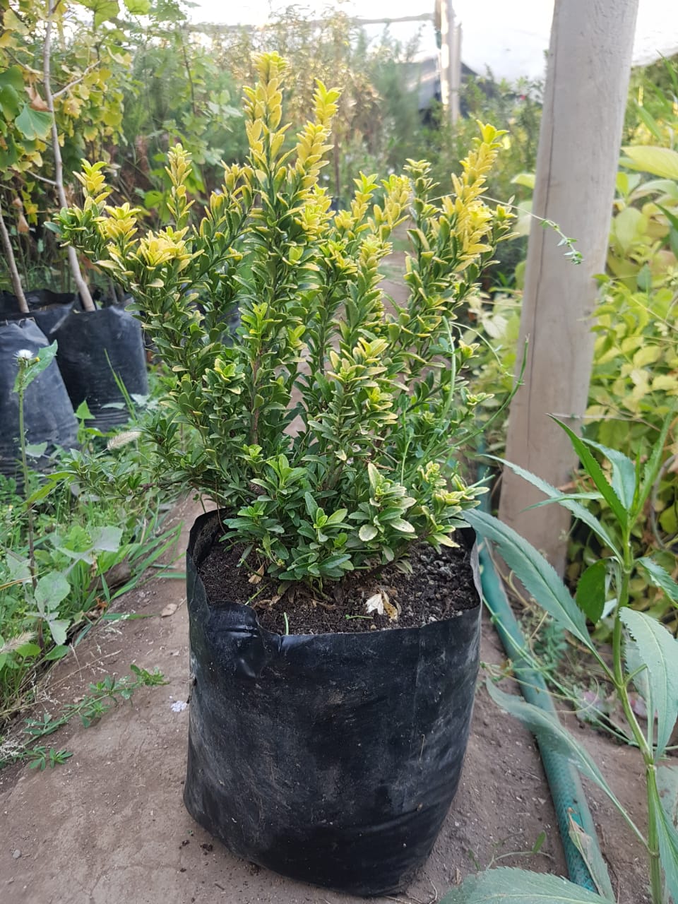 EVONIMO ENANO PUNTA AMARILLA - EUONYMUS MYCROPHILLA AUREA 20 A 30 CM