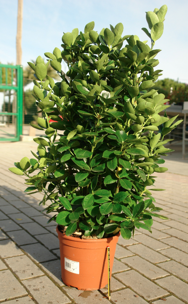 EVONIMO VERDE -EVONYMUS JAPONICUS 50 A 1,00M