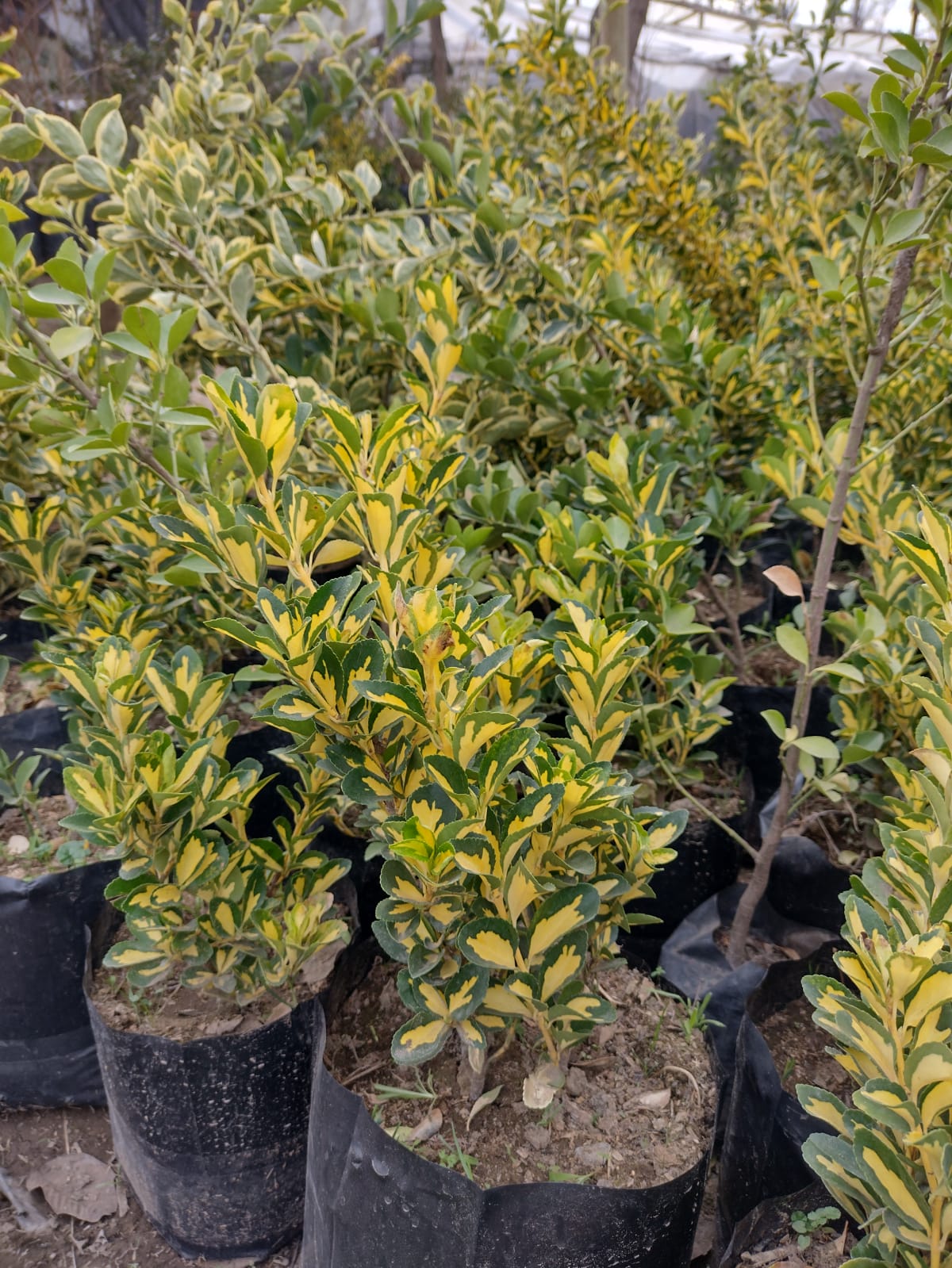 EVONIMO YEMA DE HUEVO-EVONYMUS JAPONICUS VAR. MEDIO PICTUS 50 A 1,20M