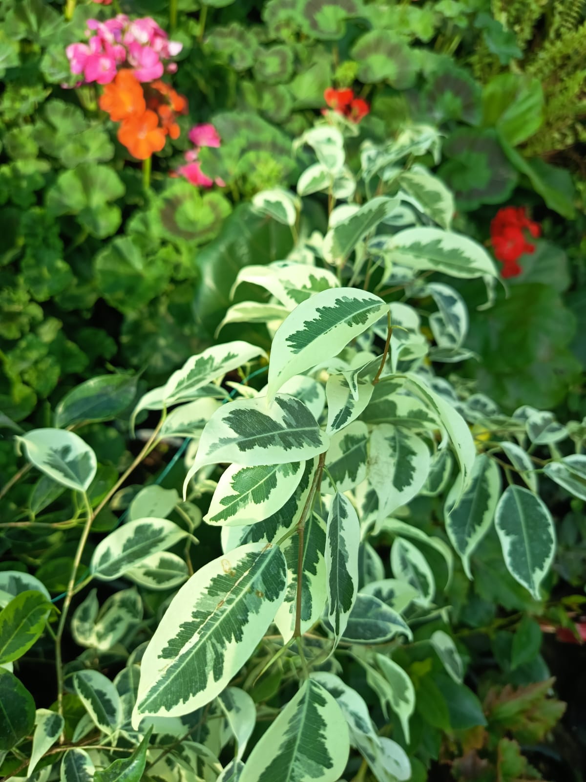 FICUS VARIEGADO - FICUS BENJAMINA VARIEGADO 0,40 A 0,50