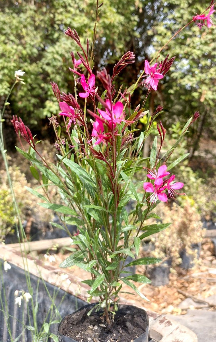 GAURA LINDHEIMERI - ROSADA