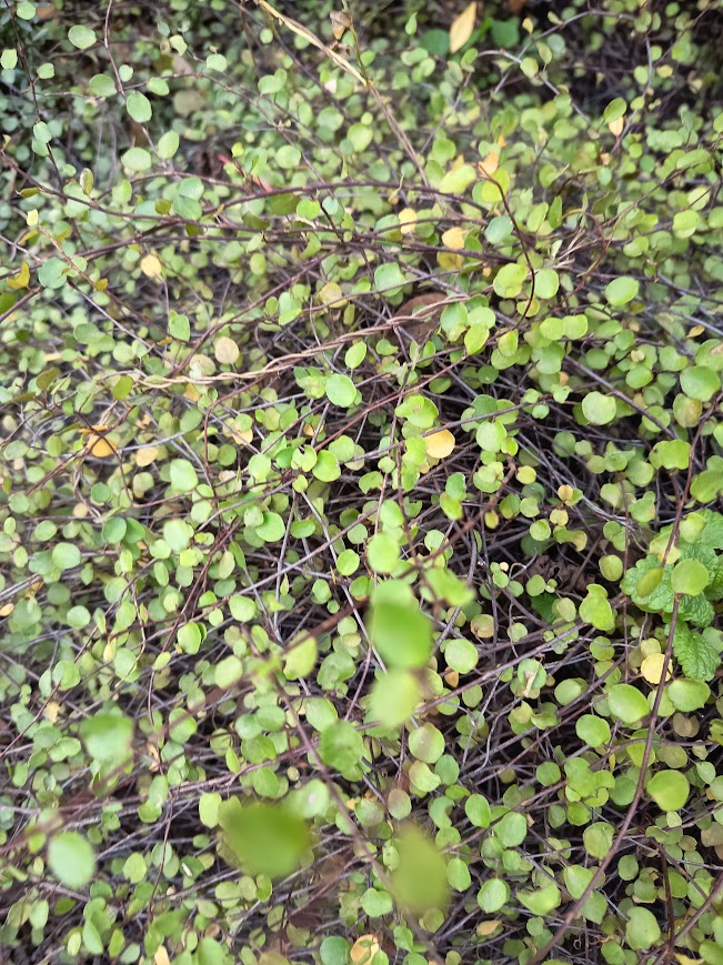 HELECHO LENTEJA - MUEHLENBECKIA COMPLEXA