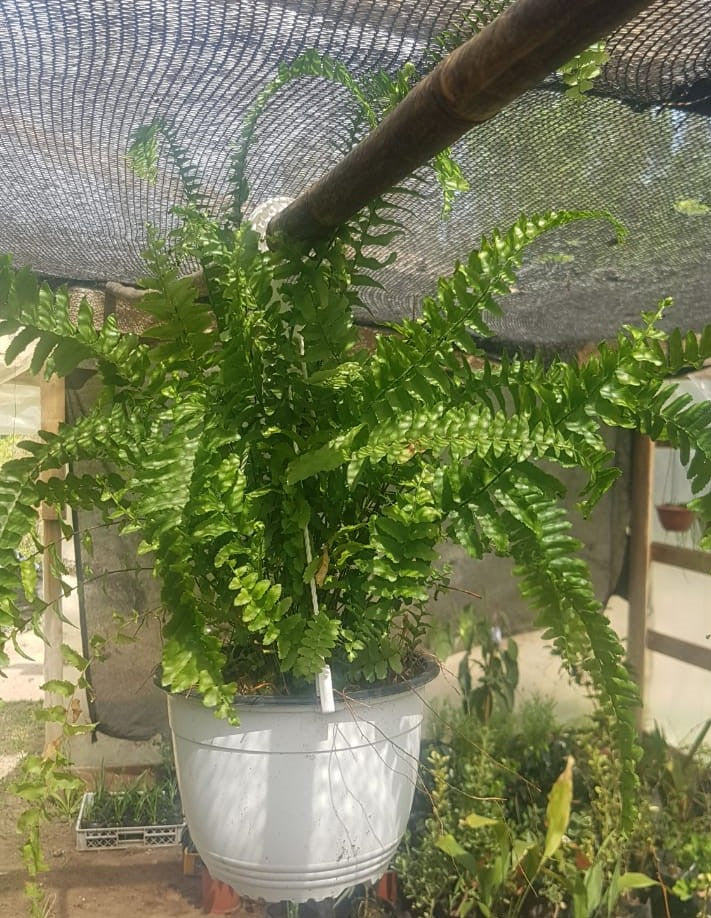 HELECHO HASTATUM - BLECHNUM HASTATUM
