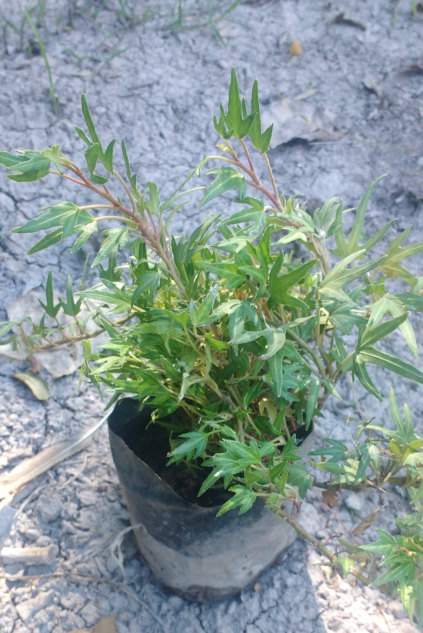 HIEDRA - PATA DE GALLO ENANA - HEDERA HELIX VAR. PEDATA ENANA