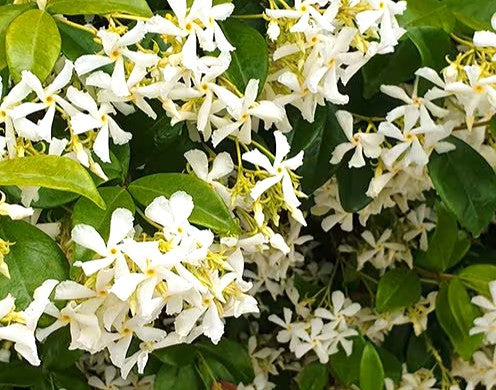 JAZMIN HELICE - TRACHELOSPERMUM JAZMINOIDE
