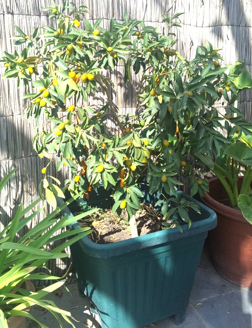 KUMQUAT 1,20