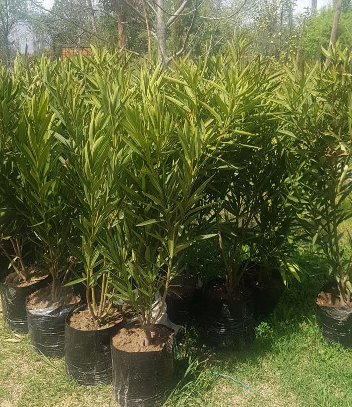 LAUREL DE FLOR - NERIUM OLEANDER 0,70 A 1,00 M