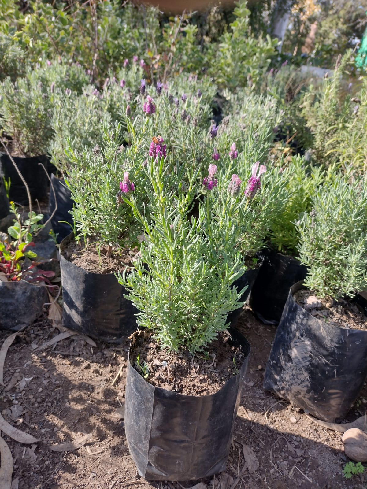 LAVANDA STOECHAS - LAVANDULA STOECHAS 0,20 A 0,30
