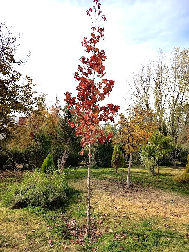 LIQUIDAMBAR - STYRACIFLUA 1,20 A 1,50