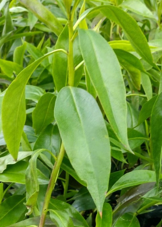 MIÓSPORO ARBUSTIVO - MYOPORUM LAETUM 0.20 A 0.30 M