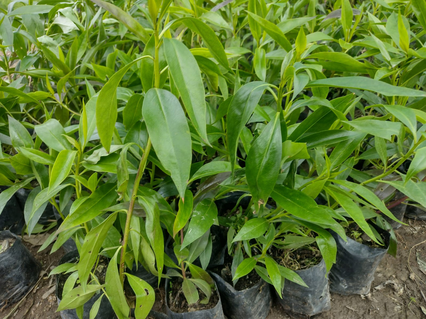 MIÓSPORO ARBUSTIVO - MYOPORUM LAETUM 1,20 A 1,50