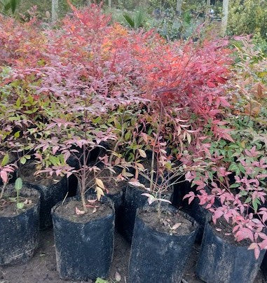 NANDINA DOMESTICA - BAMBÚ SAGRADO 0,50