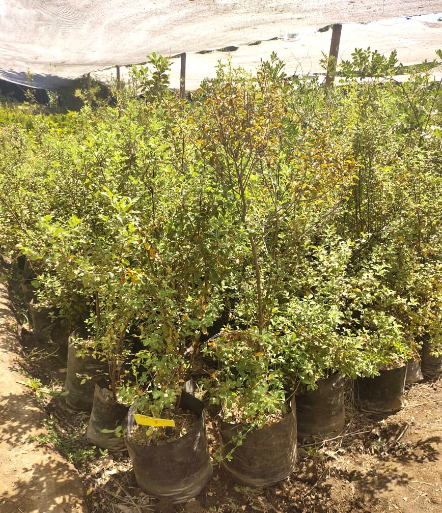 PITOSPORO NIGRICANS - PITTOSPORUM TENUIFOLIUM 1,20 A 1,50 M