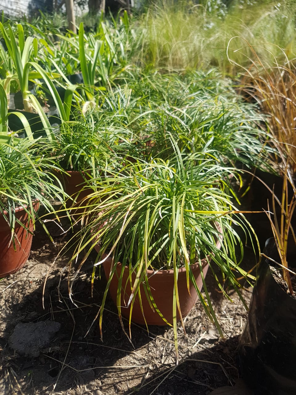 OPHIOPOGON - OPHIOPOGON JAPONICUS