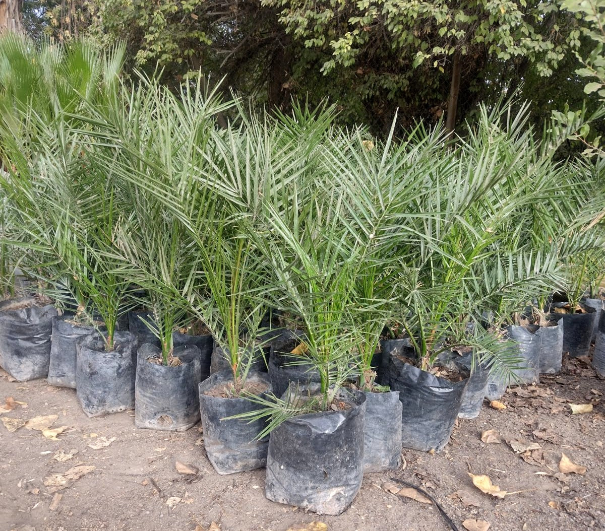 PALMERA FENIX – PHOENIX CANARIENSIS 0,60