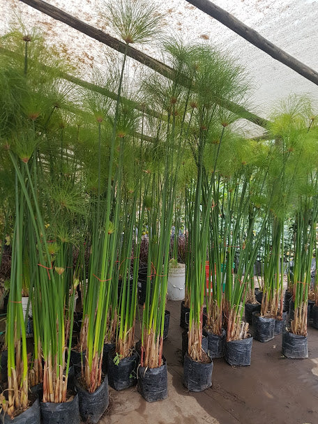 PAPIRO EGIPCIO - CYPERUS PAPYRUS