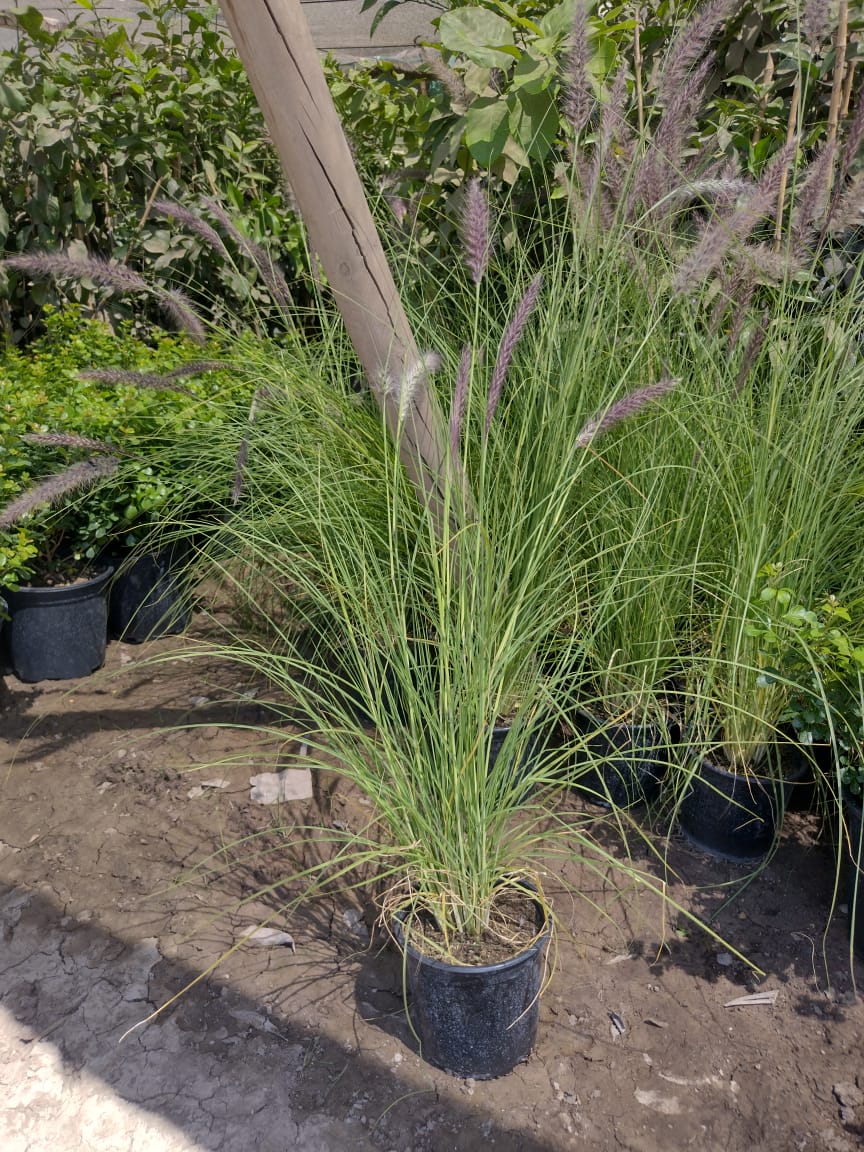 PENNISETUM RUPELIANO - PENNISETUM RIPPELIANUM
