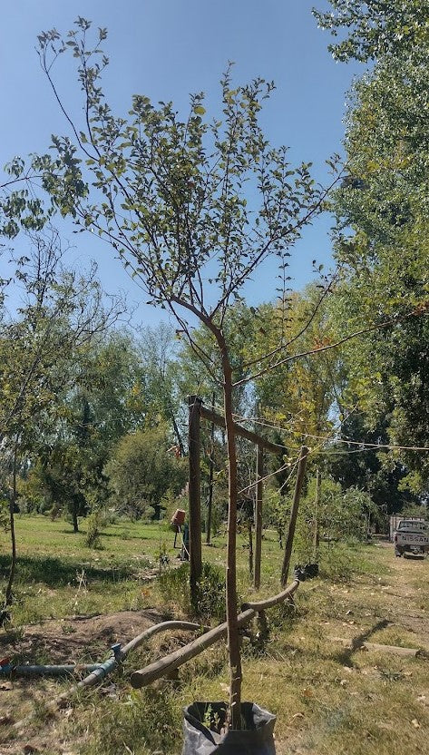 PEUMO CRYTOCARYA ALBA 2,20 a 2,60 robusto