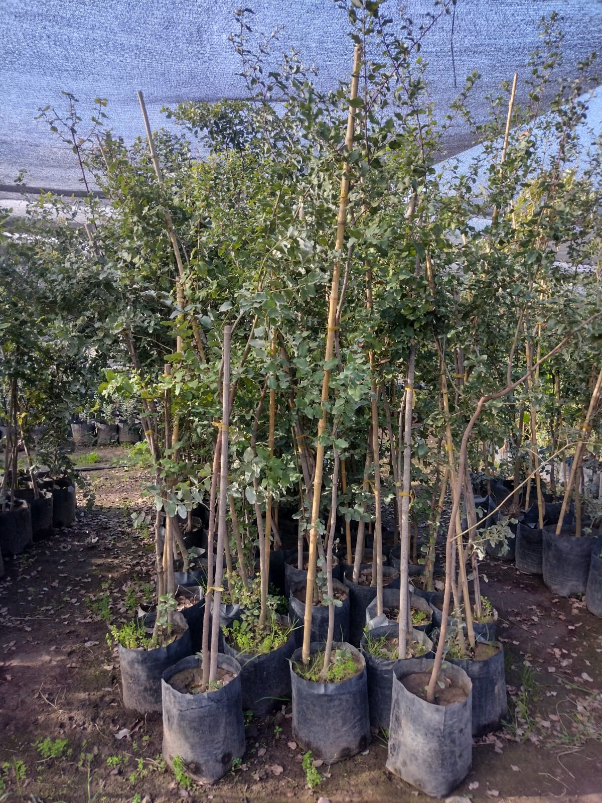 PEUMO CRYTOCARYA ALBA 1,80 A 2,00
