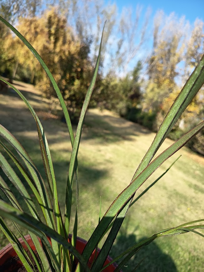 PITA VERDE ENANA BORDES ROJOS -PHORMIUM TENAX VAR NANA
