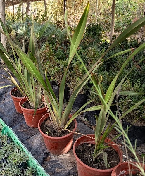 PITA VERDE - PHORMIUN TENAX