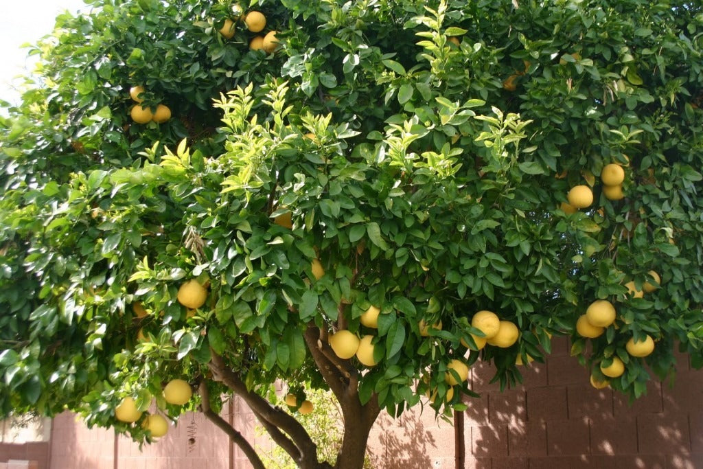 POMELO ROSADO 1,20