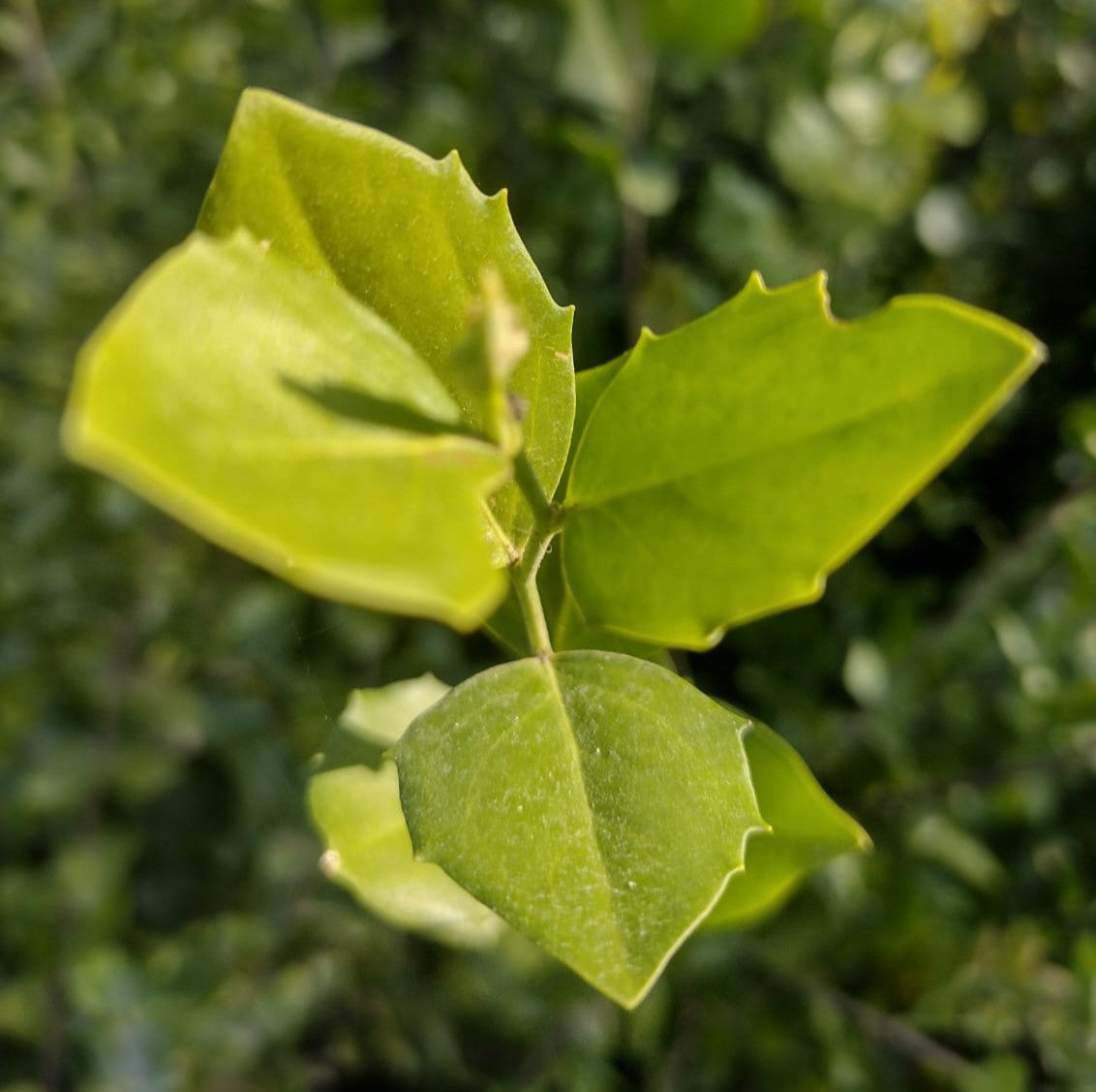 QUILLAY - QUILLAJA SAPONARIA 3,00 A 3,50
