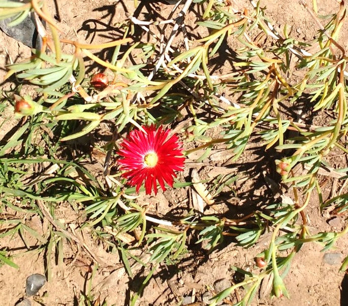 RAYITO DE SOL - MESEMBRYNTHEMUM SP. MULTIRADIATUS Y LAMPRANTHUS ROSEUS