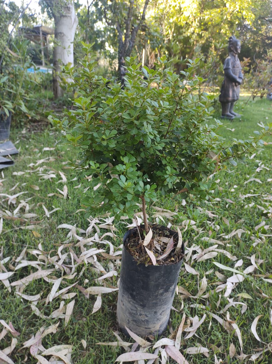 RHUS CRENATA 40 CM